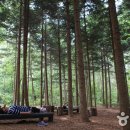 30년 만에 속살 드러낸 ‘비밀의 숲’ ‘서울대공원 산림치유숲’ 체험기 이미지