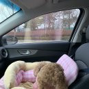 유성튼튼동물병원 이미지