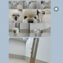 털로덮인친구들(키녹점) 이미지