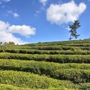 보성백록다원 이미지