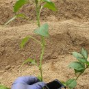 돌담집펜션 이미지