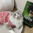 리플렉스 | 유럽에서 온 고양이 사료 추천 펫클럽 리플렉스 후기