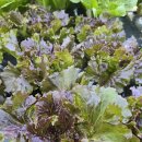 청남농장 이미지