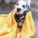 달마시안 이미지