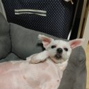 선아덴탈 네이버블로그