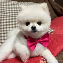 몽두두 | 광주 화정동 몽두두 사탕이 미용 후기