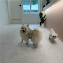 부산애견 이미지