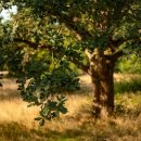 이명복 | 화려한 감옥에 갇힌 왕, 철종이 끝내 강화도를 그리워했던 이유