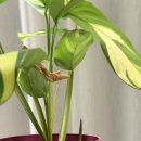 꽃집아재비 이미지