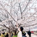 CU(진해로망스점) | [4월 1일 실시간] 진해 경화역 벚꽃길 95% 만개! 주차 운까지 완벽했던 데이트 후기!