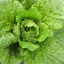 대이농원 이미지