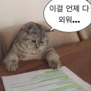 짱구 애견 하우스 | 어찌합니까 ㅠㅠ