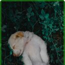 반려동물병원 이미지