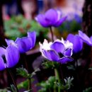 아네모네 이미지