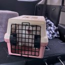 봄날냥 | [송파 고양이 미용] 고양이 무마취 미용 후기 (봄날냥)