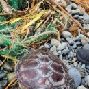 푸른바다 이미지