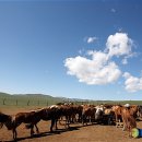 이상기목장 이미지