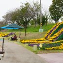 장성황룡강 축제 이미지