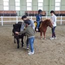 영천시운주산승마조련센터 이미지