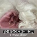 윤동물병원 | 강아지 외이도염 치료 여정 기록/ 부천에 위치한 동물병원 비추. 귀 전문 동물병원으로 옮긴 후기