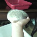 렙타일케이지 이미지