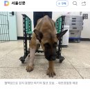 “미안하고 고맙다”…폭발물 탐지견 죽음에 경찰특공대원 눈물 ‘펑펑’ 이미지