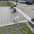간성동해반점 - 세종특별자치시 새내11길 17 | 간성 동해반점 내돈내산 후기 / 최북단 중화요리 동해반점 3호점이 진짜다.