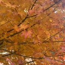 사나사(중간,약수터 앞) | 강원도가볼만한곳, 설악산 단풍 편한길, 용소폭포 오색약수터 주차장 및 소요시간