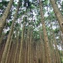 오사카 금강산 다이아몬드 트레일~ 이와와키산(岩湧山)트레일~ 끝없이 펼쳐지는 삼나무 숲의 향연 이미지