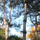 강원특별자치도산림박물관 | '소나무, 문화를 만들다' - 강원특별자치도 산림박물관 기획전시~