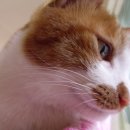 낭만고양이 이미지