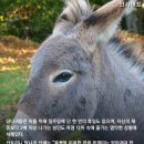 자신보다 덩치 큰 관광객 태워주다 살갗 다 벗겨진 `노예` 당나귀 이미지