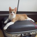 똥꼬발랄 이미지