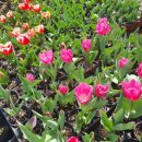 호랑이 유도관 이미지