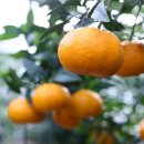 구정농장 | 13브릭스 제주 유황 윈터프린스귤 가정용 구정선물 광고 아닌 실제 후기들 찾아보기