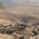 동부목장 이미지