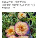 골드핑크터치 채송화 이미지