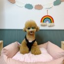 아이앤독 이미지