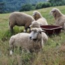 시원목장 이미지