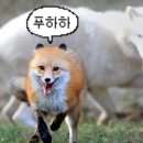 여우야 이미지