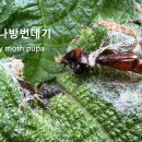 번데기 우화羽化 매미나방 허물 이미지