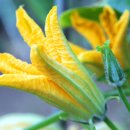 호박이넝쿨째 이미지