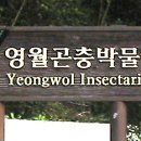 영월곤충박물관 이미지
