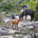 베트남 향기 이미지