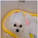 서면애견미용 맘바이 강아지 미용실 이미지