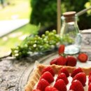 고목나무 이미지