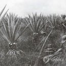 황제농장2 이미지