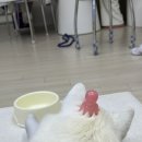 몽글몽글 애견유치원 이미지