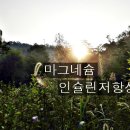 <9월 1일 > 마그네슘과 인슐린 저항성 이미지