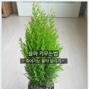 율마 이미지
